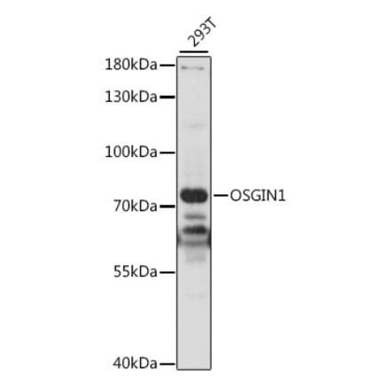 Western Blot - Anti-OSGIN1 Antibody (A91115) - Antibodies.com