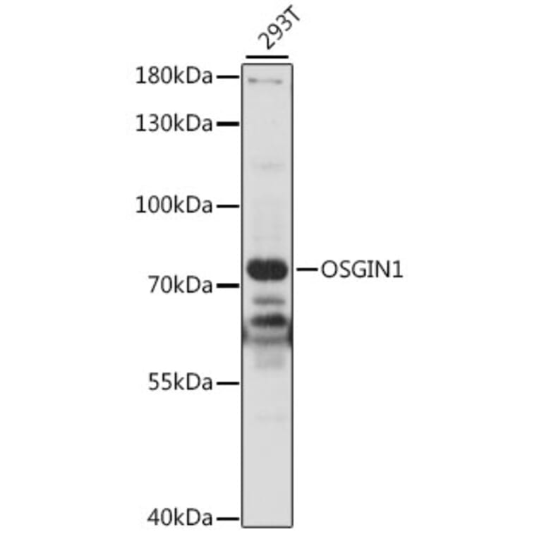 Western Blot - Anti-OSGIN1 Antibody (A91115) - Antibodies.com