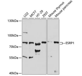 Western Blot - Anti-ESRP1 Antibody (A91117) - Antibodies.com