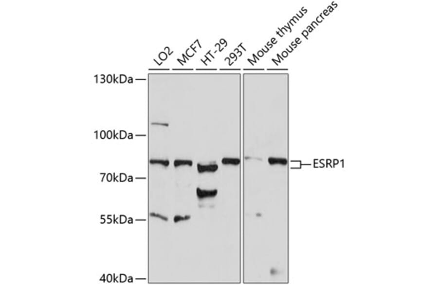 Western Blot - Anti-ESRP1 Antibody (A91117) - Antibodies.com
