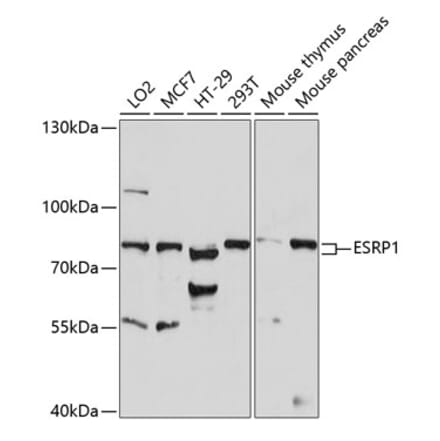 Western Blot - Anti-ESRP1 Antibody (A91117) - Antibodies.com