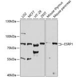 Western Blot - Anti-ESRP1 Antibody (A91117) - Antibodies.com