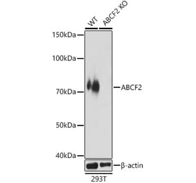 Western Blot - Anti-ABCF2 Antibody (A91118) - Antibodies.com