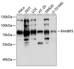 Western Blot - Anti-RanBP3 Antibody (A91119) - Antibodies.com