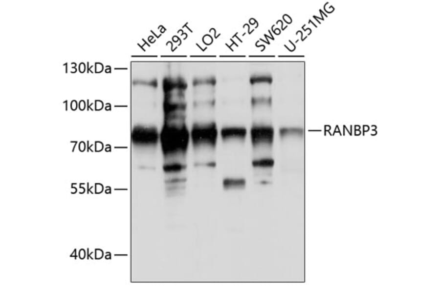 Western Blot - Anti-RanBP3 Antibody (A91119) - Antibodies.com