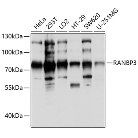 Western Blot - Anti-RanBP3 Antibody (A91119) - Antibodies.com