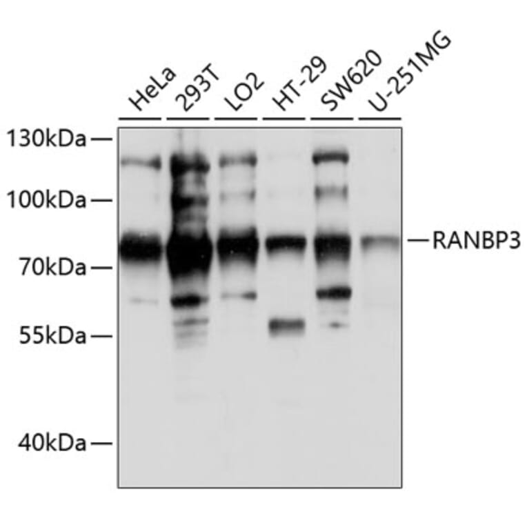 Western Blot - Anti-RanBP3 Antibody (A91119) - Antibodies.com