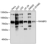 Western Blot - Anti-RanBP3 Antibody (A91119) - Antibodies.com