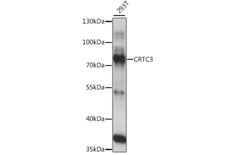 Western Blot - Anti-CRTC3 Antibody (A91120) - Antibodies.com