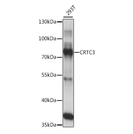 Western Blot - Anti-CRTC3 Antibody (A91120) - Antibodies.com