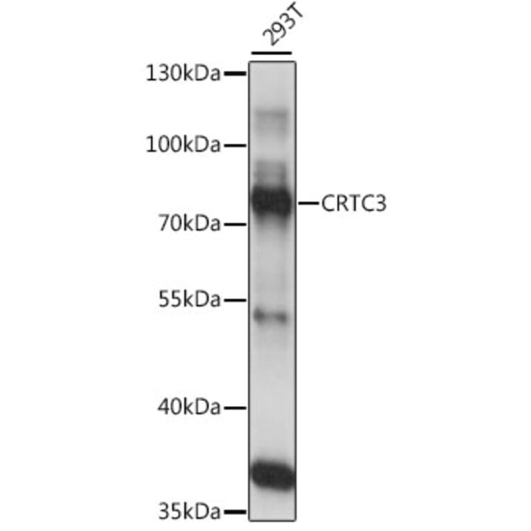 Western Blot - Anti-CRTC3 Antibody (A91120) - Antibodies.com
