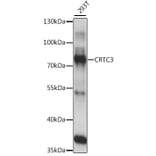 Western Blot - Anti-CRTC3 Antibody (A91120) - Antibodies.com