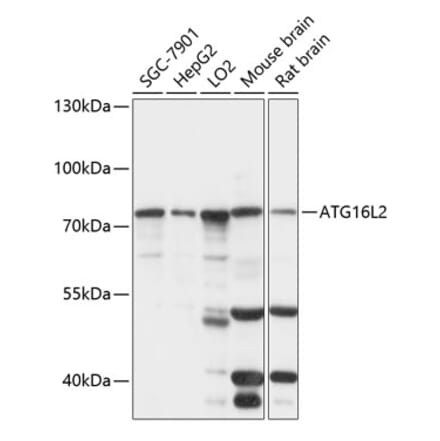 Western Blot - Anti-ATG16L2 Antibody (A91121) - Antibodies.com