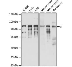 Western Blot - Anti-RED Antibody (A91122) - Antibodies.com