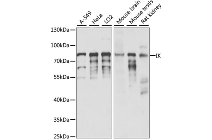 Western Blot - Anti-RED Antibody (A91122) - Antibodies.com