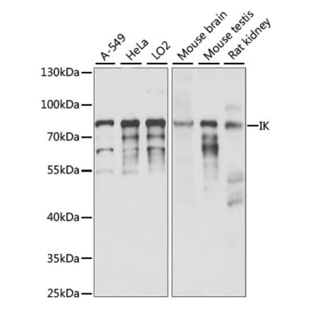 Western Blot - Anti-RED Antibody (A91122) - Antibodies.com