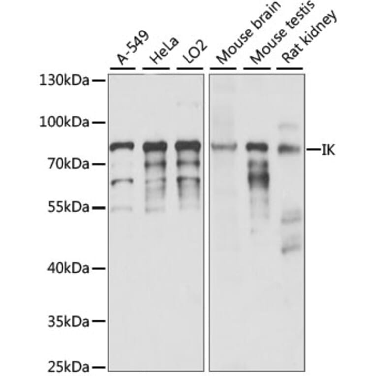 Western Blot - Anti-RED Antibody (A91122) - Antibodies.com