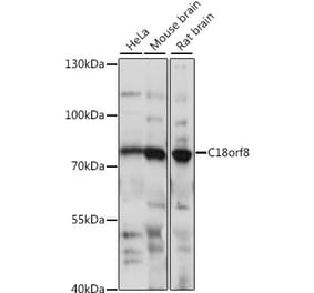 Western Blot - Anti-C18orf8 Antibody (A91124) - Antibodies.com