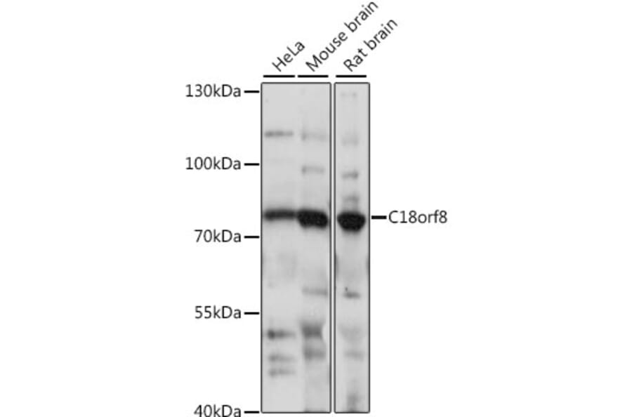 Western Blot - Anti-C18orf8 Antibody (A91124) - Antibodies.com