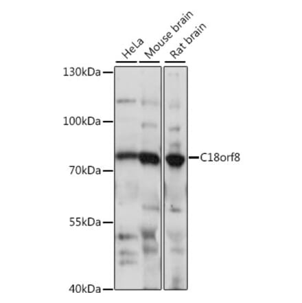 Western Blot - Anti-C18orf8 Antibody (A91124) - Antibodies.com