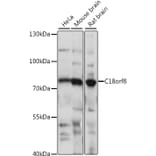 Western Blot - Anti-C18orf8 Antibody (A91124) - Antibodies.com