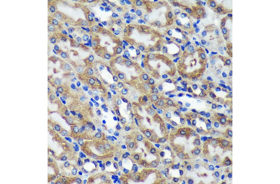 Immunohistochemistry - Anti-C18orf8 Antibody (A91124) - Antibodies.com