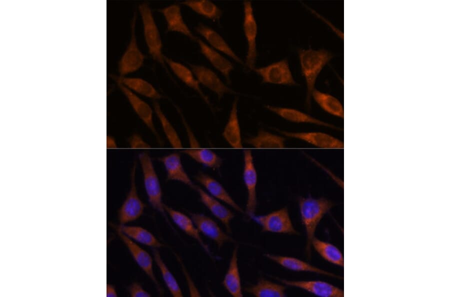 Immunofluorescence - Anti-C18orf8 Antibody (A91124) - Antibodies.com