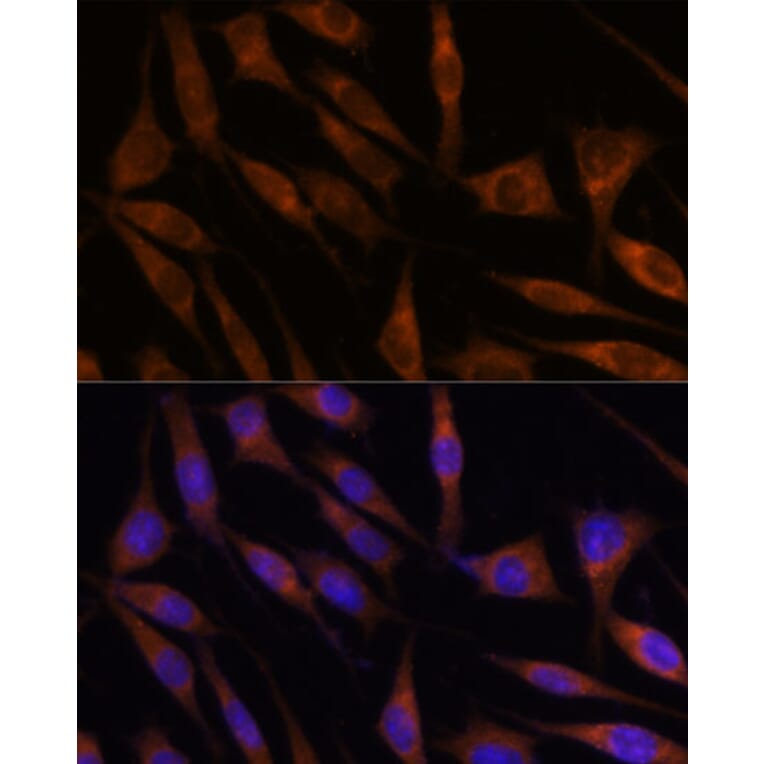 Immunofluorescence - Anti-C18orf8 Antibody (A91124) - Antibodies.com
