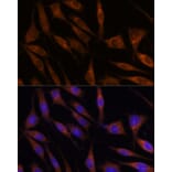 Immunofluorescence - Anti-C18orf8 Antibody (A91124) - Antibodies.com