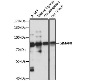 Western Blot - Anti-GIMAP8 Antibody (A91125) - Antibodies.com