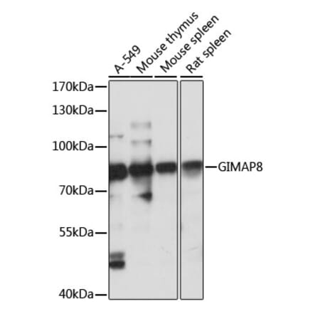 Western Blot - Anti-GIMAP8 Antibody (A91125) - Antibodies.com
