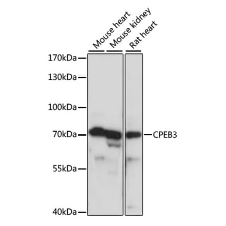 Western Blot - Anti-CPEB3 Antibody (A91127) - Antibodies.com