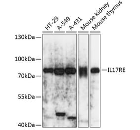 Western Blot - Anti-IL-17RE Antibody (A91132) - Antibodies.com
