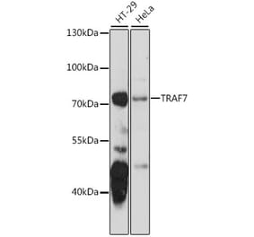 Western Blot - Anti-TRAF7 Antibody (A91133) - Antibodies.com