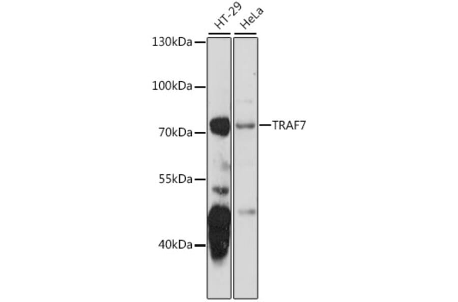 Western Blot - Anti-TRAF7 Antibody (A91133) - Antibodies.com