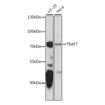 Western Blot - Anti-TRAF7 Antibody (A91133) - Antibodies.com