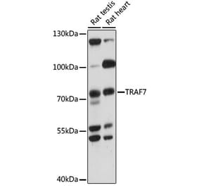Western Blot - Anti-TRAF7 Antibody (A91134) - Antibodies.com