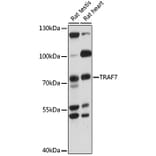 Western Blot - Anti-TRAF7 Antibody (A91134) - Antibodies.com