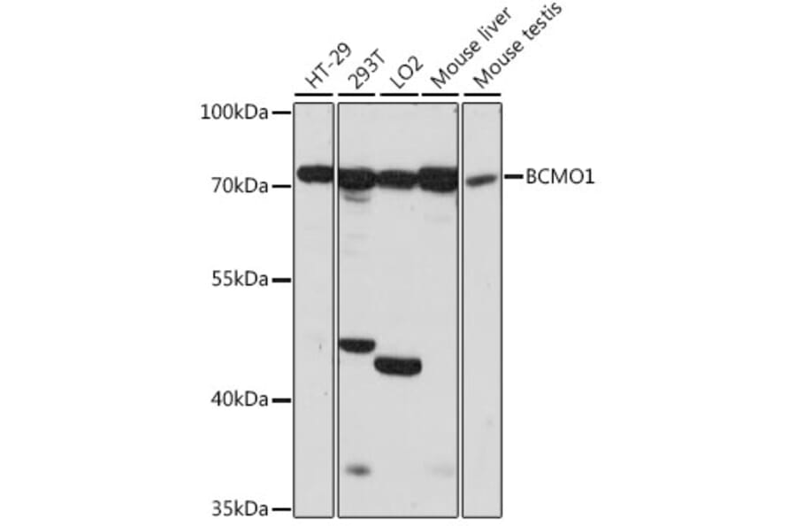 Western Blot - Anti-BCO1 Antibody (A91136) - Antibodies.com