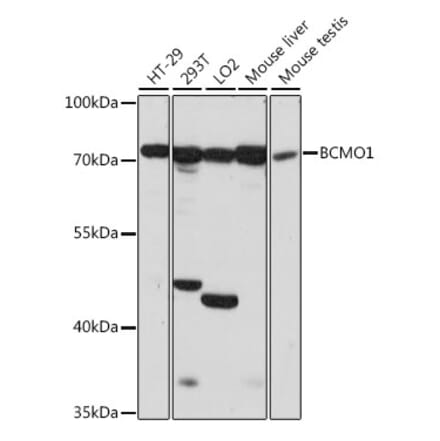 Western Blot - Anti-BCO1 Antibody (A91136) - Antibodies.com