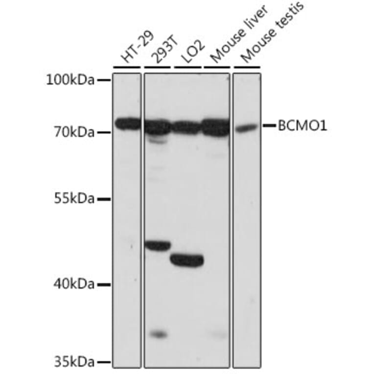 Western Blot - Anti-BCO1 Antibody (A91136) - Antibodies.com