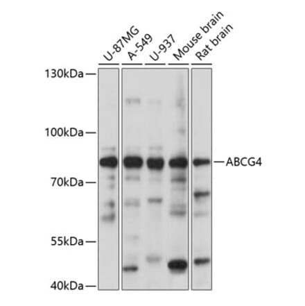 Western Blot - Anti-ABCG4 Antibody (A91137) - Antibodies.com