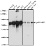 Western Blot - Anti-LysRS Antibody (A91138) - Antibodies.com