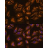 Immunofluorescence - Anti-LysRS Antibody (A91138) - Antibodies.com