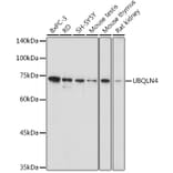 Western Blot - Anti-CIP75 Antibody (A91139) - Antibodies.com