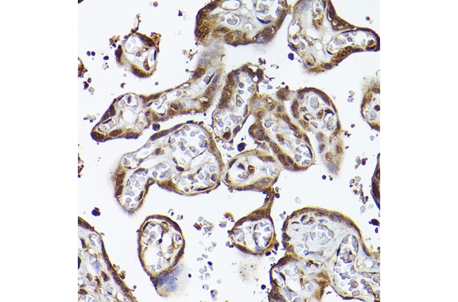 Immunohistochemistry - Anti-CIP75 Antibody (A91139) - Antibodies.com