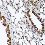 Immunohistochemistry - Anti-CIP75 Antibody (A91139) - Antibodies.com