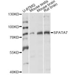Western Blot - Anti-SPATA7 Antibody (A14285) - Antibodies.com
