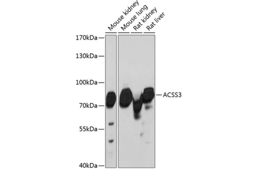 Western Blot - Anti-ACSS3 Antibody (A91141) - Antibodies.com