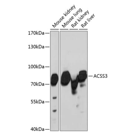 Western Blot - Anti-ACSS3 Antibody (A91141) - Antibodies.com